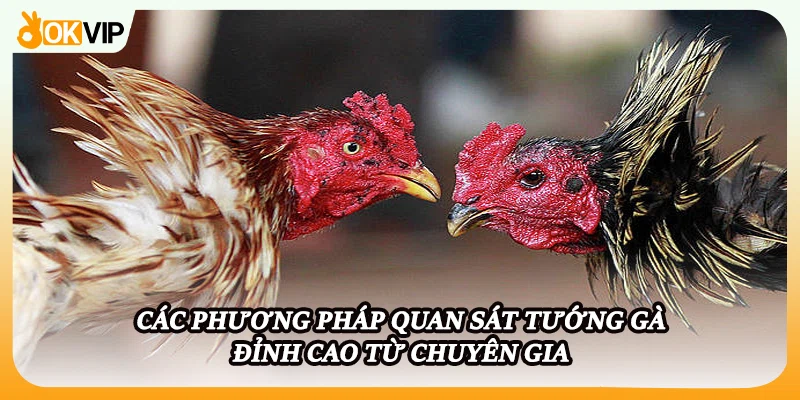 Các phương pháp quan sát tướng gà đỉnh cao từ chuyên gia
