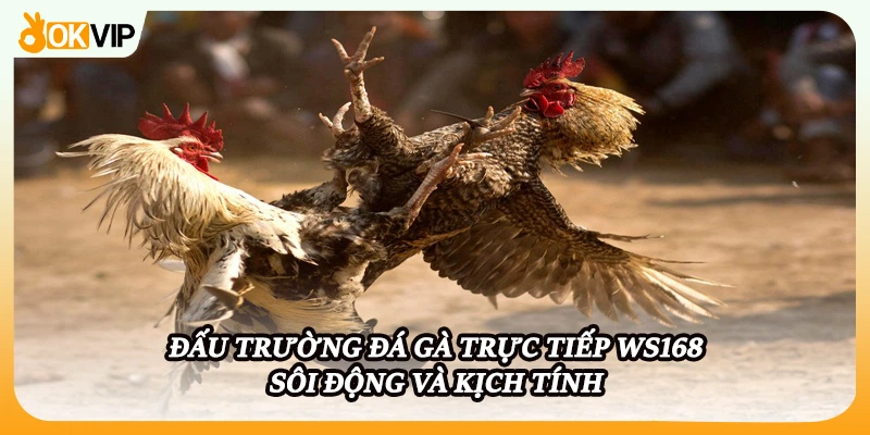 Đấu trường đá gà trực tiếp WS168 sôi động và kịch tính